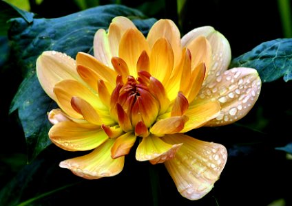 Margaret Haggo.Dahlia.