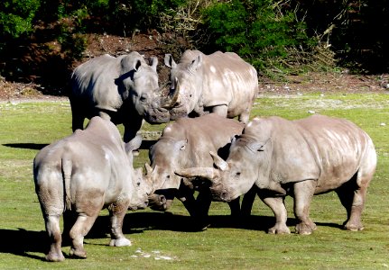 A crash of rhinos.