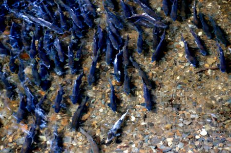 Ketchikan Salmon Spawning