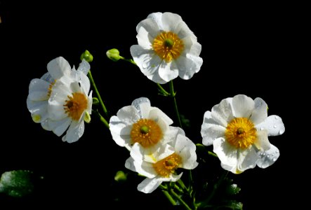 The Mount Cook lily (Ranunculus lyallii) photo
