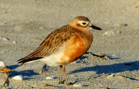 New Zealand Dotterel. photo