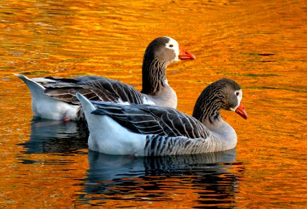 On Golden ponds..Pilgrim geese.