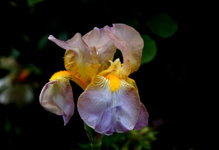 Tall Bearded Iris photo