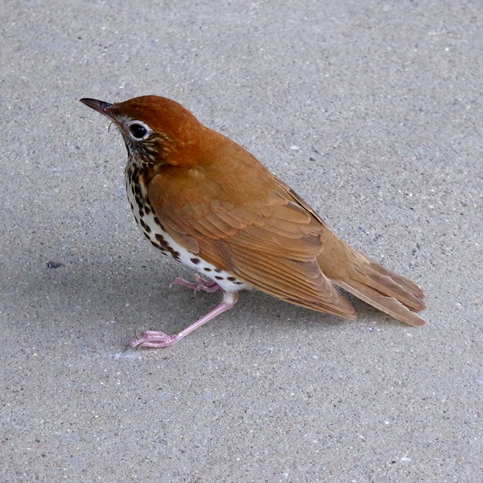 Wood Thrush (Hylocichla mustelina)