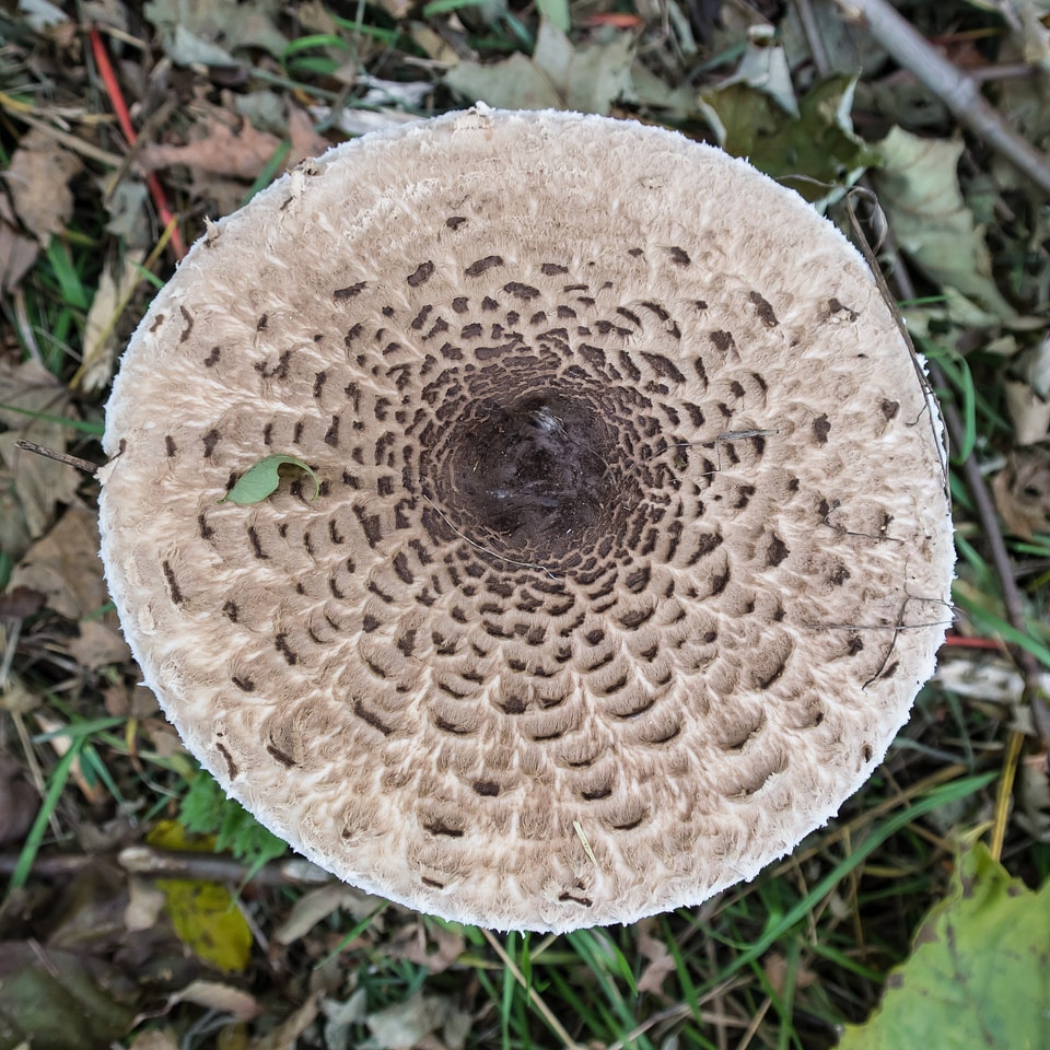 Giant screen fungus giant schirmling parasol photo