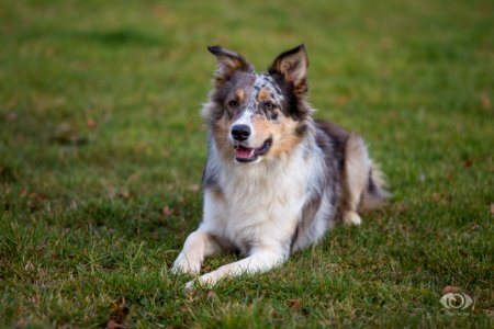 Hund 150039
