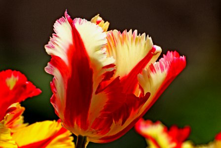 Tulips (27) photo