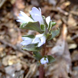 Pennywort, Obolaria virginica, Powell County, KY photo