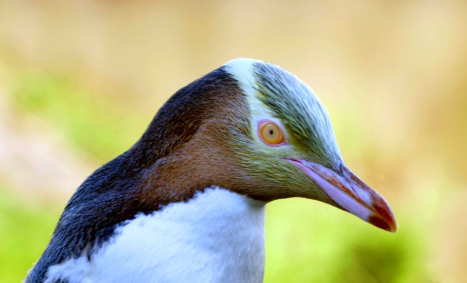 The yellow-eyed penguin. NZ
