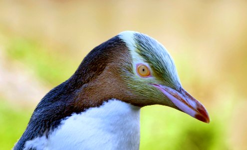 The yellow-eyed penguin. NZ photo