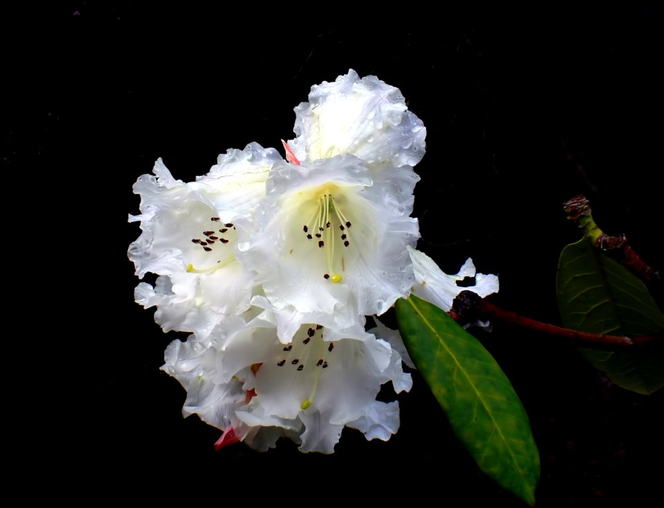 RHODODENDRON EYESTOPPER