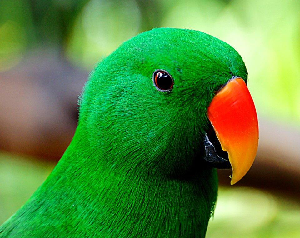 Eclectus Parrot.