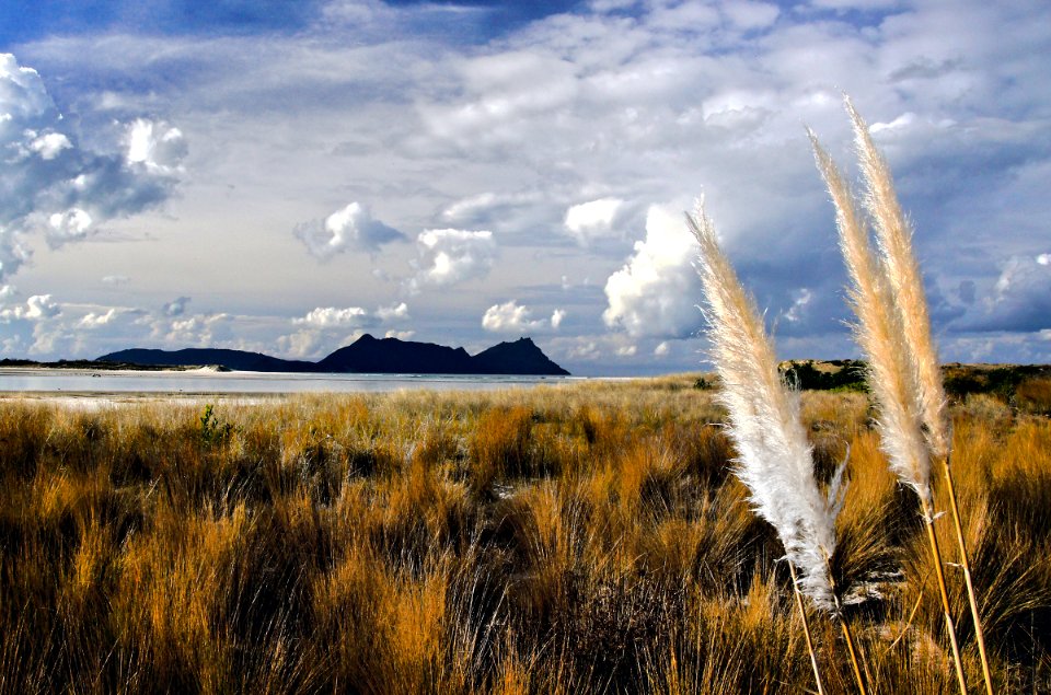 Toetoe in the dunes.