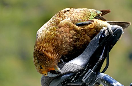 Kea and and the bike seat.