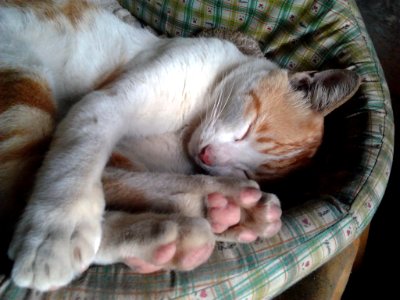 cute sleepy cat - Six photo