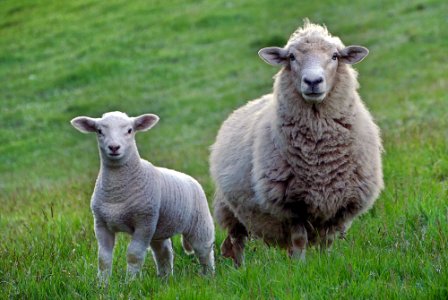 Dont stare...only sheep dogs stare..