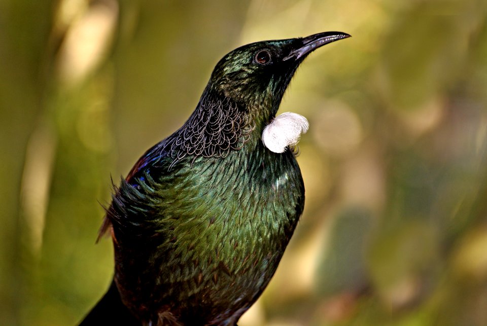 Tui.  (Prosthemadera novaeseelandiae)