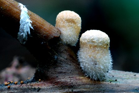 Nidula candida (woolly birdsnest fungi) photo