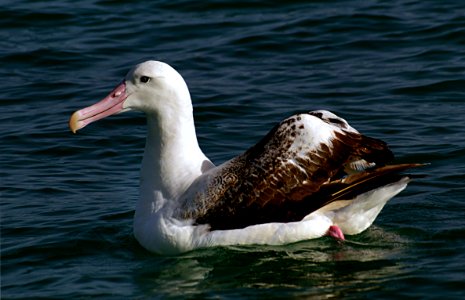 Wandering Albatross. NZ