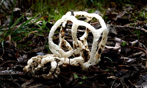 Basket Fungi. (Ileodictyon cibarium) photo