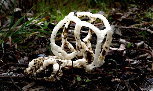 Basket Fungi. (Ileodictyon cibarium)