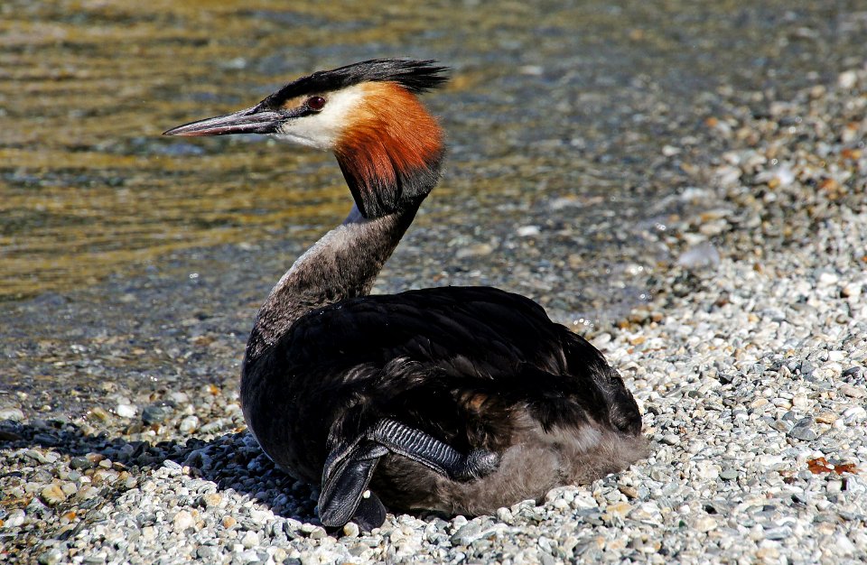 Australasian Crested Grebe.