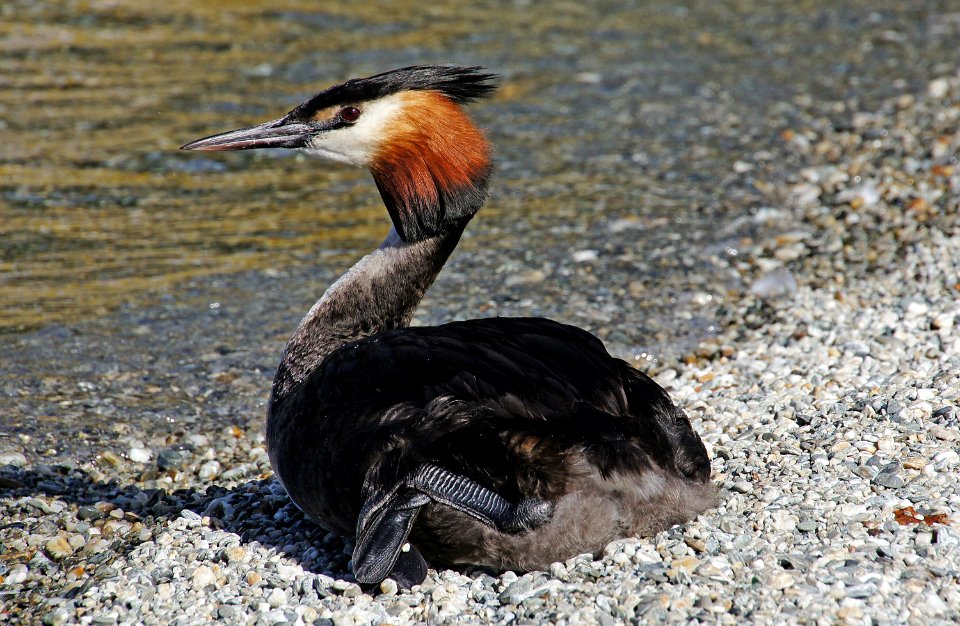 Australasian Crested Grebe. photo