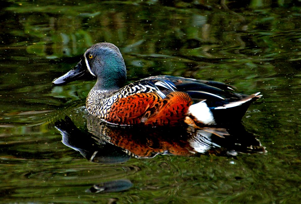 Shoveler Duck NZ. Anas rhynchoist