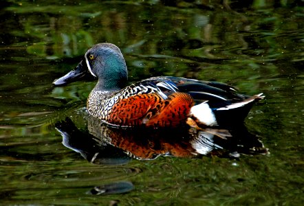 Shoveler Duck NZ. Anas rhynchoist