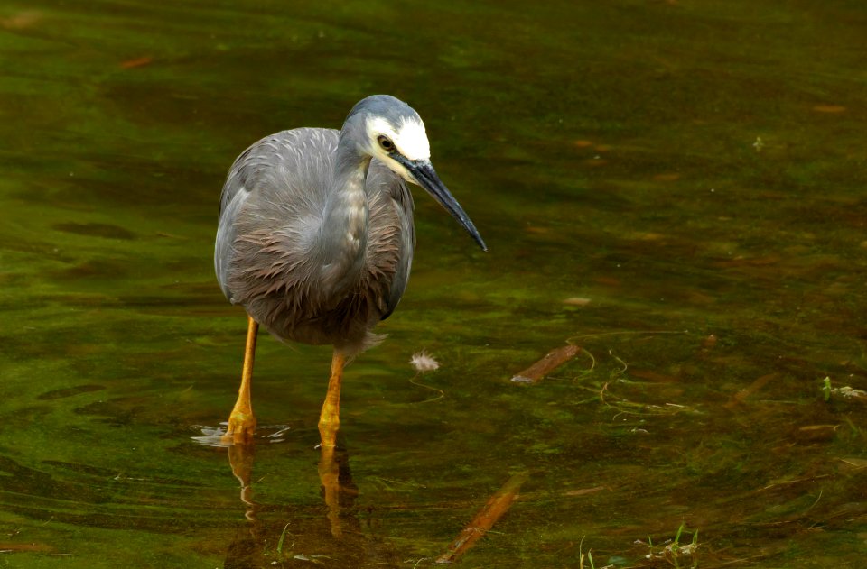 The white-faced heron (Egretta novaehollandiae) photo