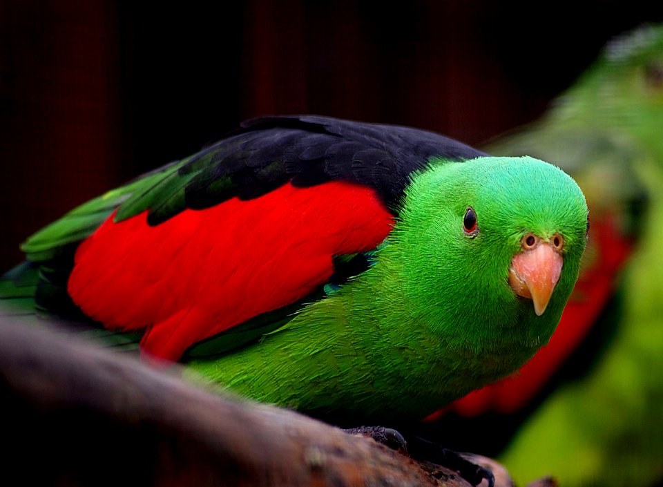 Crisom winged parrot.