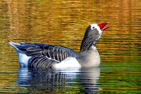 The greylag goose (Anser anser)