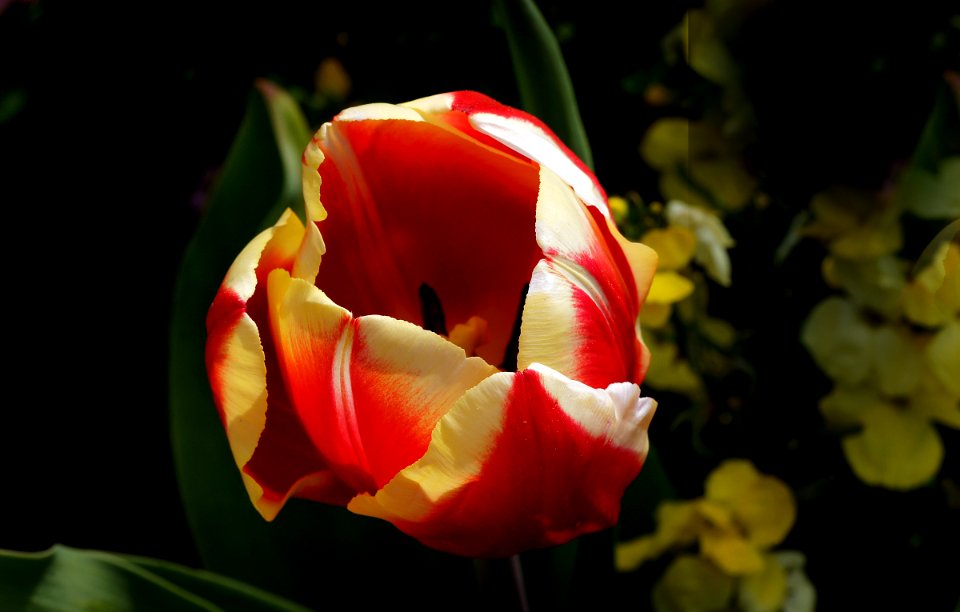 Tulip Time.