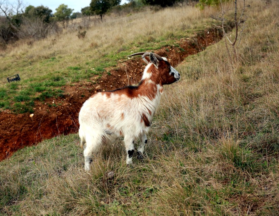 Biquette, goat, Ziege