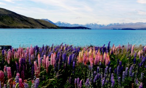 Russell Lupin. Lake Tekapo.NZ