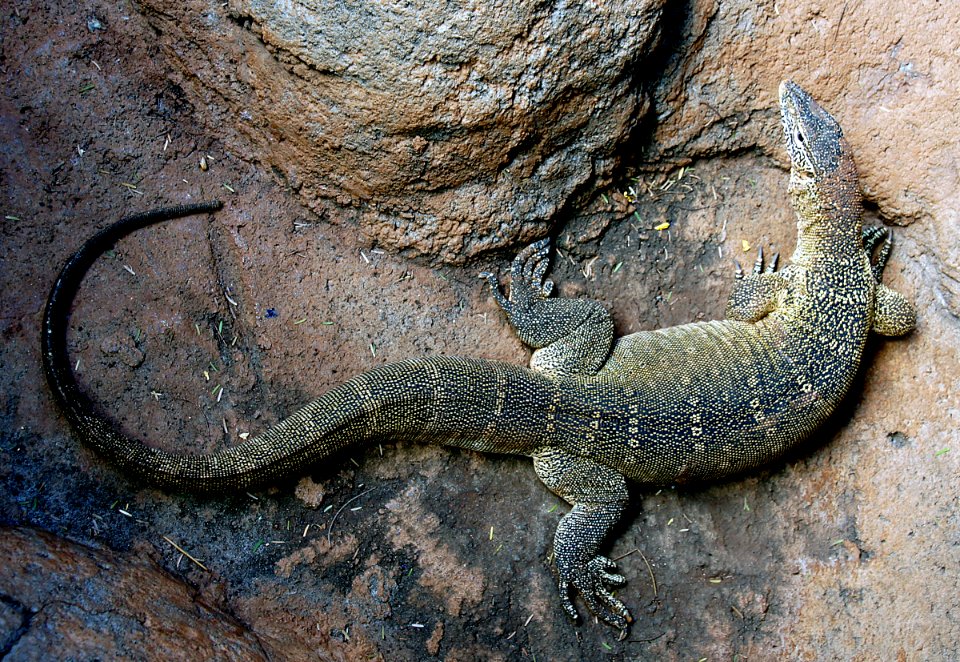 Nile Monitor Lizard.