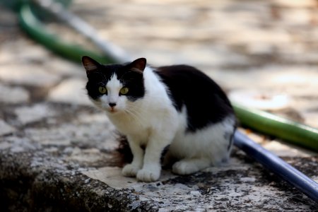 Chats de Provence photo