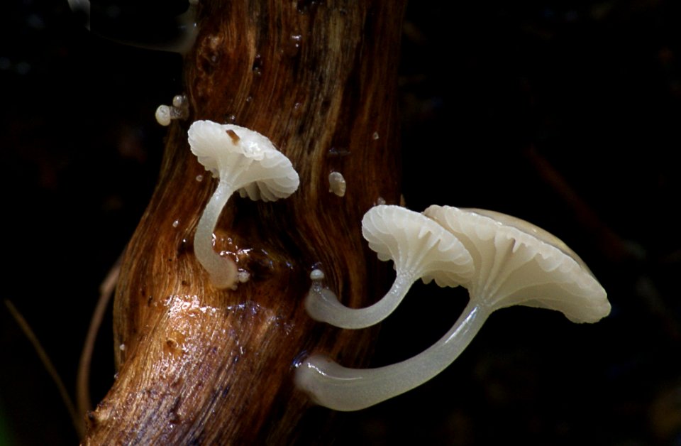 Oudemansiella Australis (6)