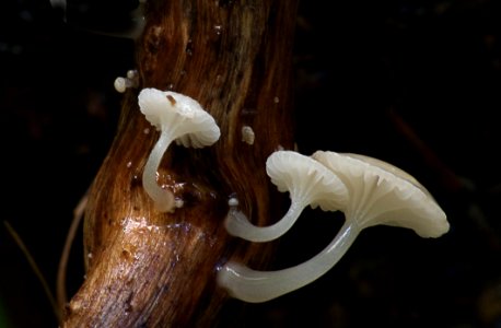 Oudemansiella Australis (6) photo