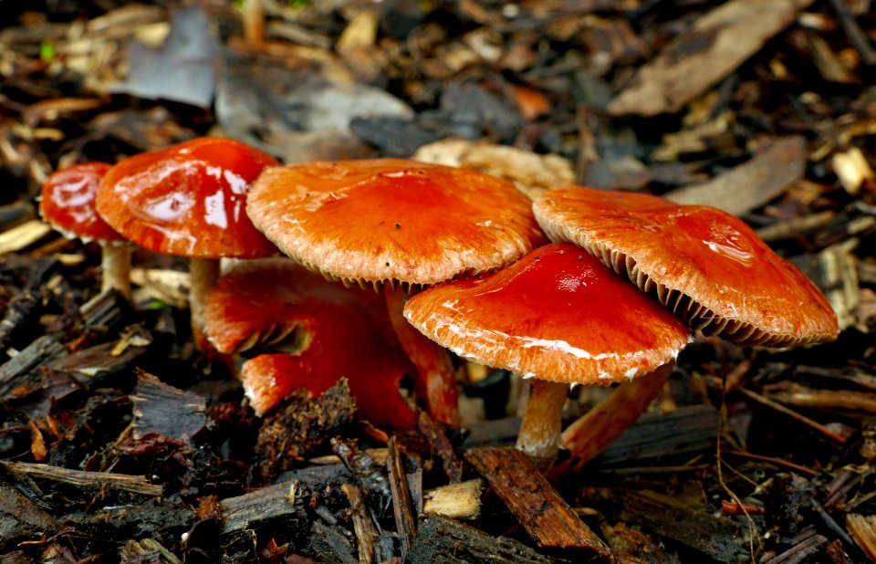 Leratiomyces.