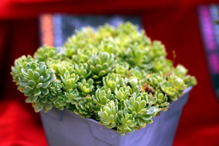 Sedums photo