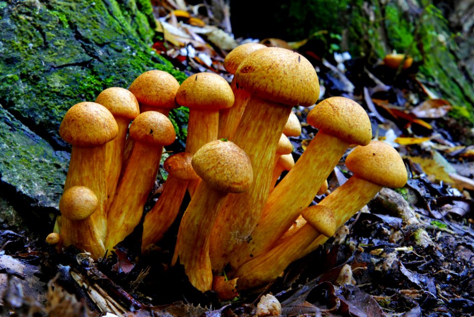 Gymnopilus junonius.