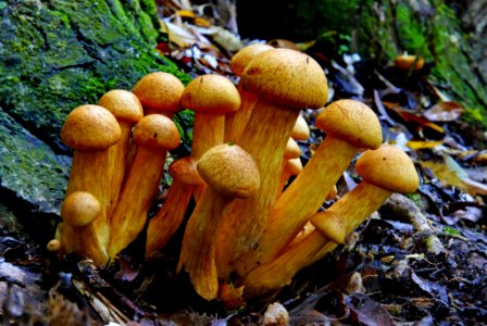 Gymnopilus junonius. photo