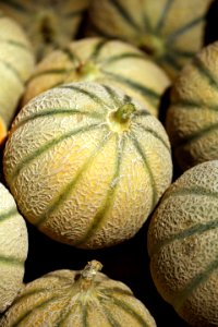 Melons "charentais" photo