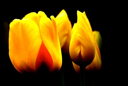 Yellow Tulips. photo