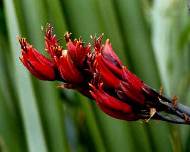Phormium tenax. NZ Flax.
