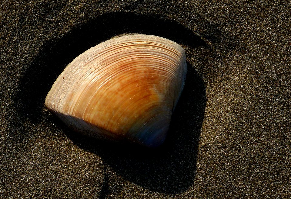 The Triangle shell.