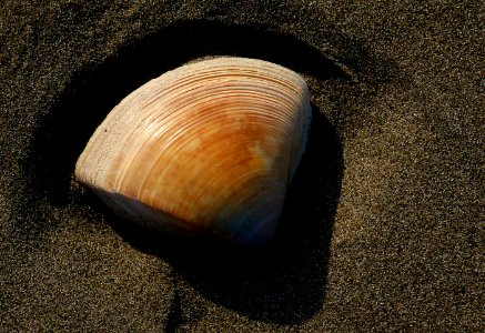 The Triangle shell. photo