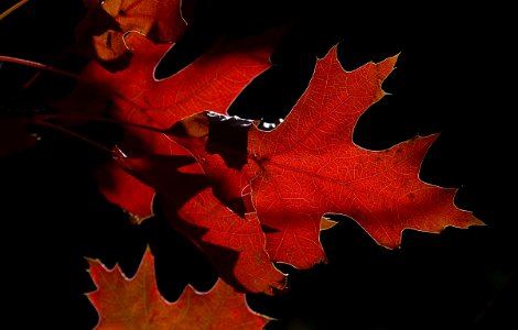 Leaves. Lumix FZ200. photo