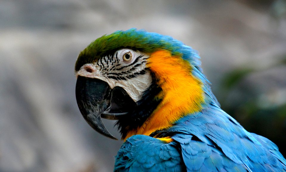 Blue and Gold Macaw. photo